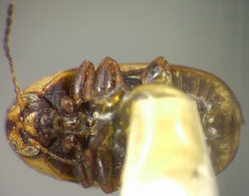Media type: image;   Entomology 8398 Aspect: habitus ventral view